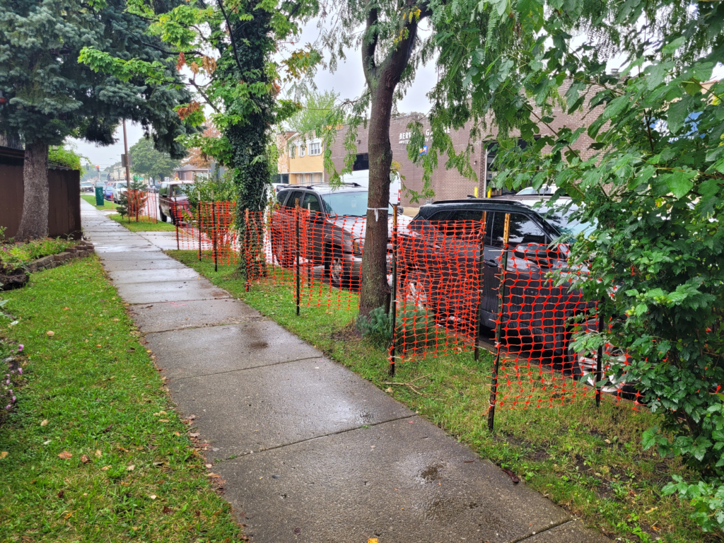 Orange tree protection fencing around parkway trees beside the sidewalk along 16th Street.